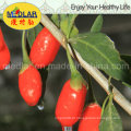 Nêspera Chinês Lycium Barbarum Wolfberry Extract